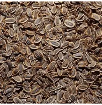 Natural Dill Seeds